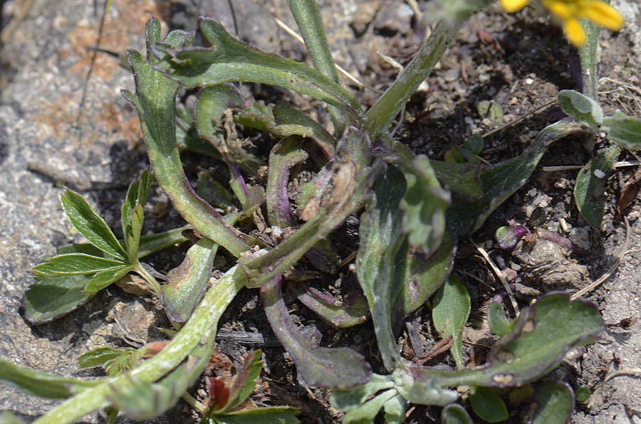 Jacobaea carniolica (= Senecio incanus subsp. carniolicus) /Senecione de